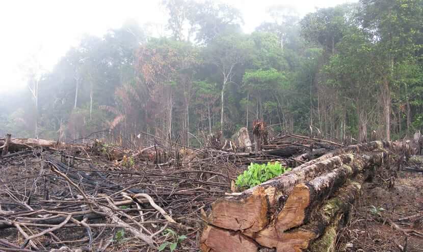 "Imagen que muestra una sección de la selva amazónica deforestada. En primer plano, troncos cortados y ramas esparcidas reflejan actividad reciente de tala. Al fondo, la selva restante con árboles altos y follaje denso, parcialmente cubiertos por niebla. La imagen critica la contradicción de la COP al promover el ecologismo mientras permite la deforestación para facilitar el acceso de políticos.
